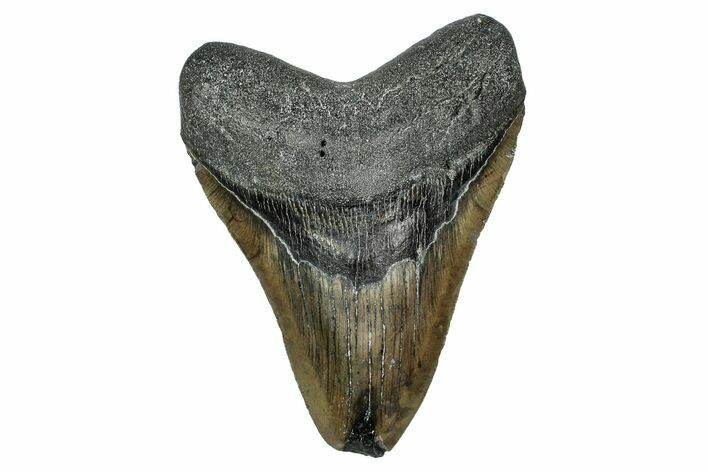 Serrated, Fossil Megalodon Tooth - North Carolina #340851